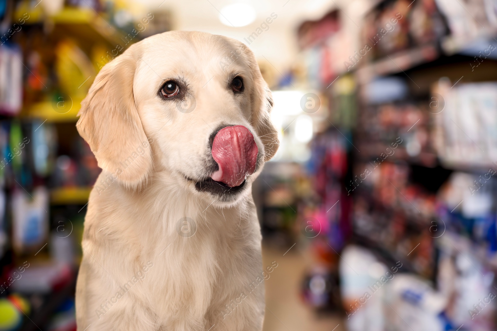 Adorable Golden Labrador Retriever in pet shop. Space for text Image of Adorable Golden Labrador Retriever in pet shop. Space for text