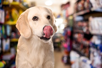 Image of Adorable Golden Labrador Retriever in pet shop. Space for text