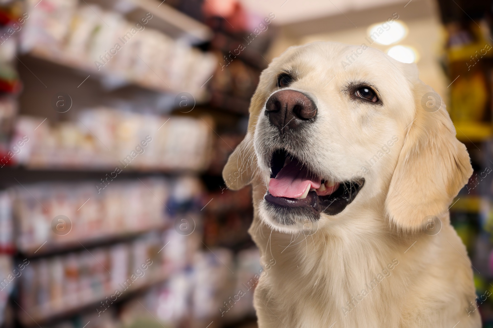 Adorable Golden Labrador Retriever in pet shop. Space for text Image of Adorable Golden Labrador Retriever in pet shop. Space for text