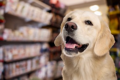 Image of Adorable Golden Labrador Retriever in pet shop. Space for text