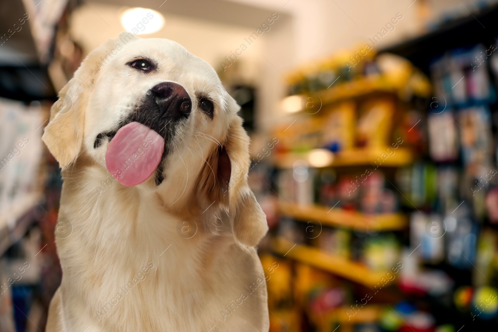 Adorable Golden Labrador Retriever in pet shop. Space for text Image of Adorable Golden Labrador Retriever in pet shop. Space for text
