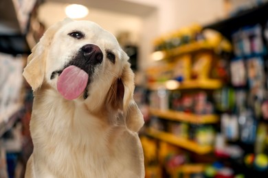 Image of Adorable Golden Labrador Retriever in pet shop. Space for text