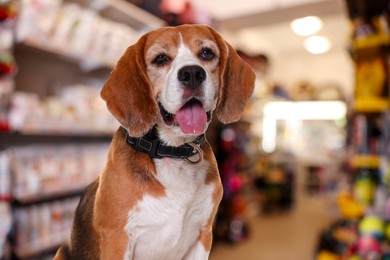 Image of Adorable Beagle dog in pet shop. Space for text
