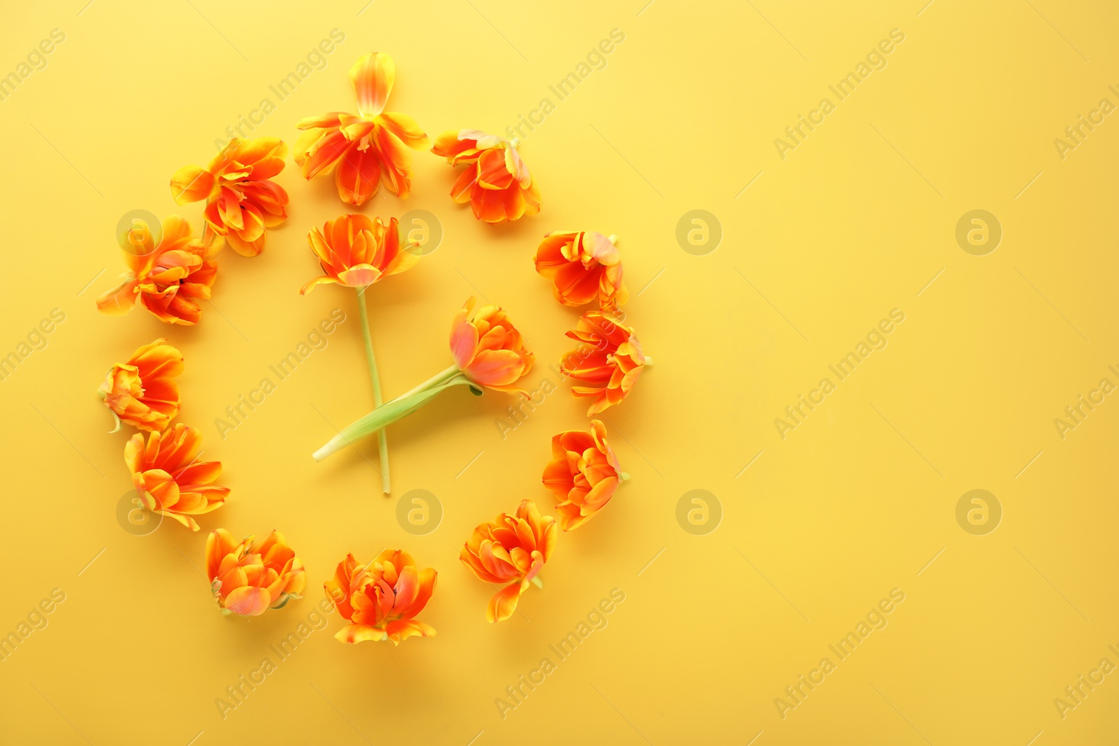 Clock shape made of orange tulips on yellow background, flat lay. Space for text Photo of Clock shape made of orange tulips on yellow background, flat lay. Space for text