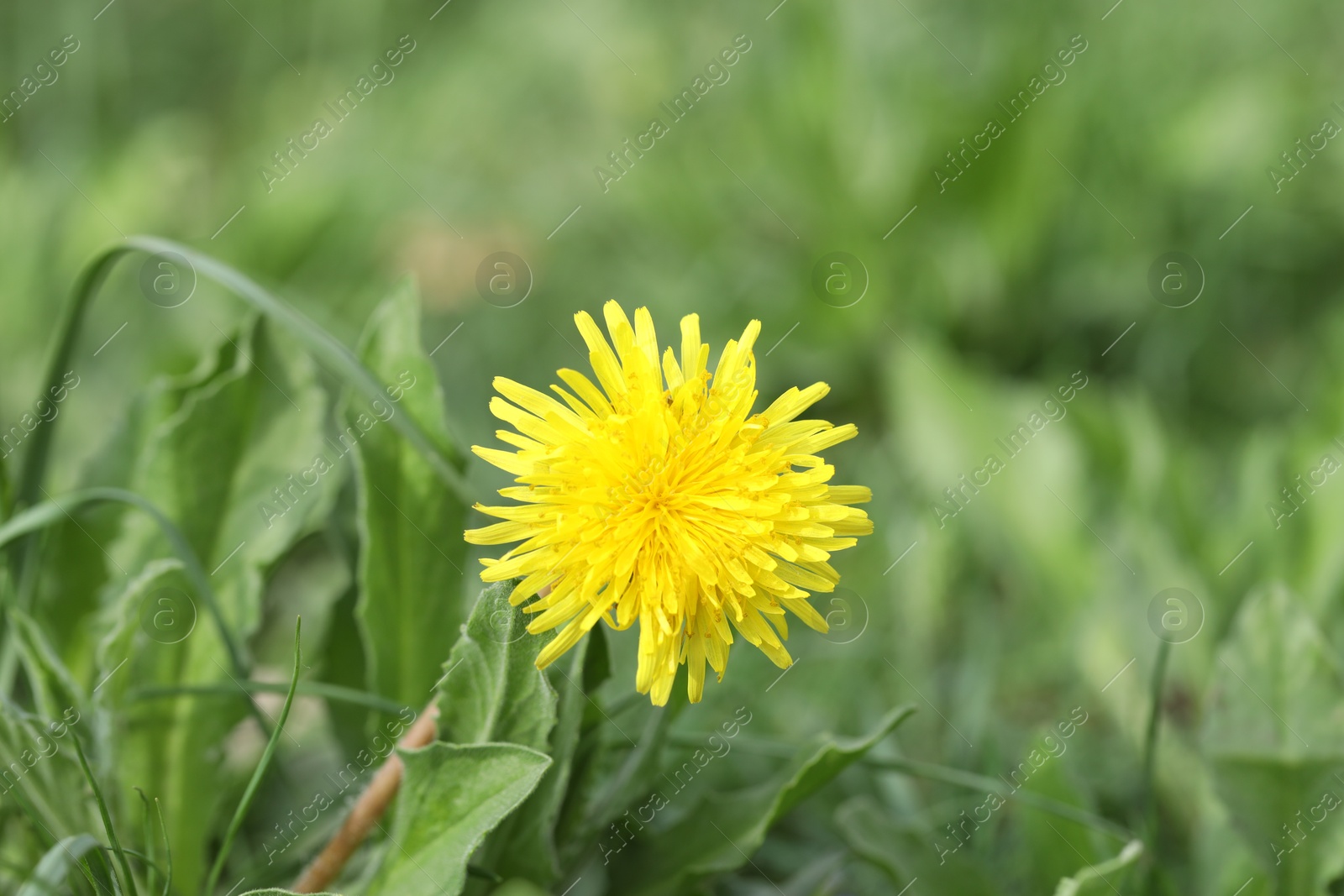 Beautiful dandelion flower and green grass outdoors, closeup Photo of Beautiful dandelion flower and green grass outdoors, closeup