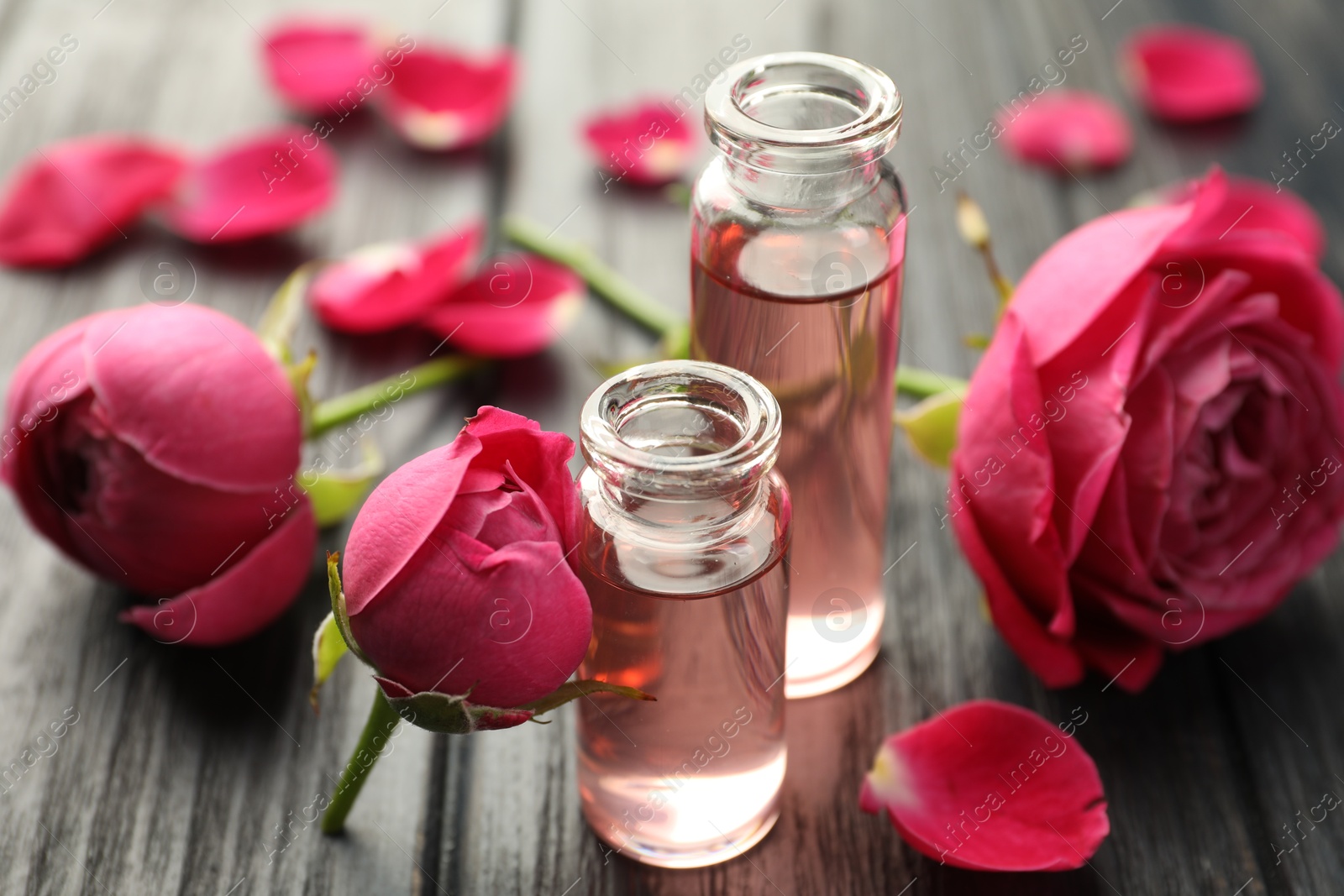 Open perfume bottles with aromatic essential oils and roses on grey wooden table, closeup Photo of Open perfume bottles with aromatic essential oils and roses on grey wooden table, closeup