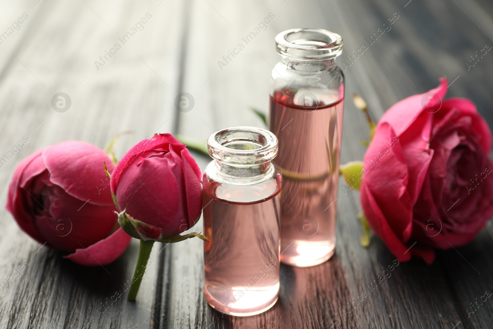 Open perfume bottles with aromatic essential oils and roses on grey wooden table, closeup Photo of Open perfume bottles with aromatic essential oils and roses on grey wooden table, closeup