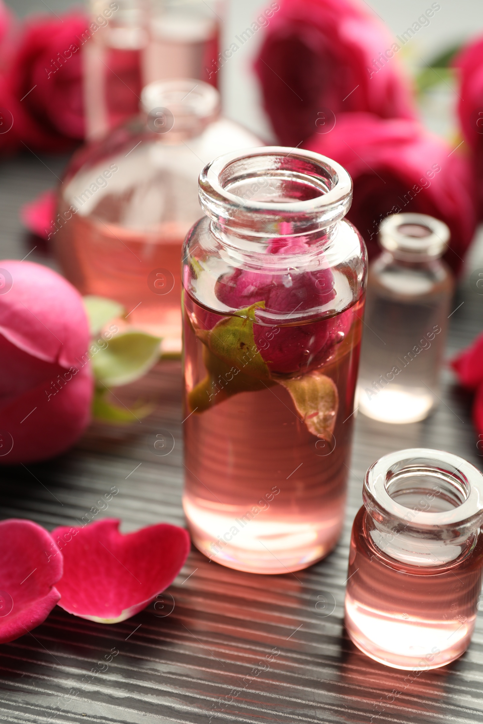 Open perfume bottles with aromatic essential oils and roses on grey wooden table, closeup Photo of Open perfume bottles with aromatic essential oils and roses on grey wooden table, closeup