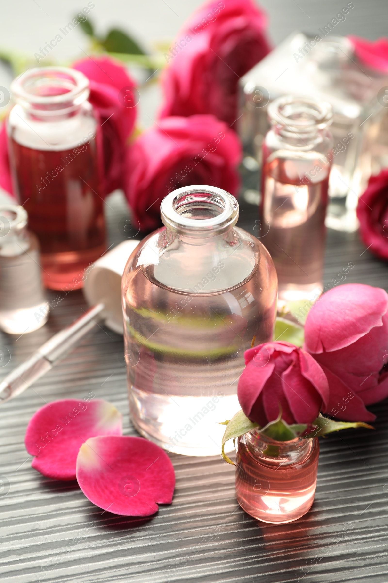 Open perfume bottles with aromatic essential oils and roses on grey wooden table, closeup Photo of Open perfume bottles with aromatic essential oils and roses on grey wooden table, closeup