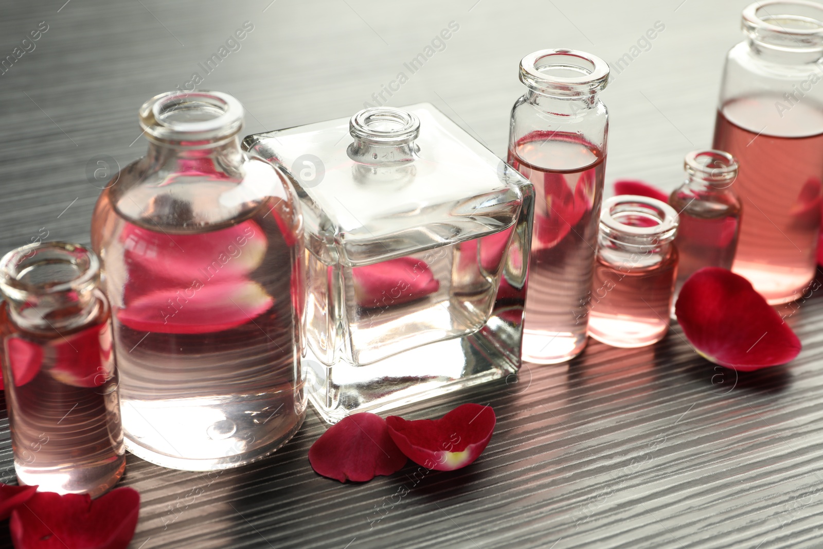 Open perfume bottles with aromatic essential oils and rose petals on grey wooden table, closeup Photo of Open perfume bottles with aromatic essential oils and rose petals on grey wooden table, closeup