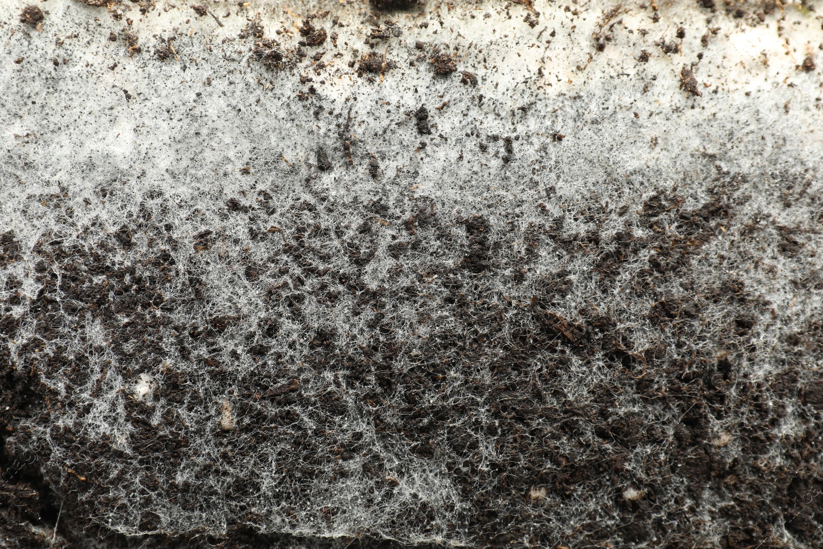 Soil affected with white mold, top view Photo of Soil affected with white mold, top view