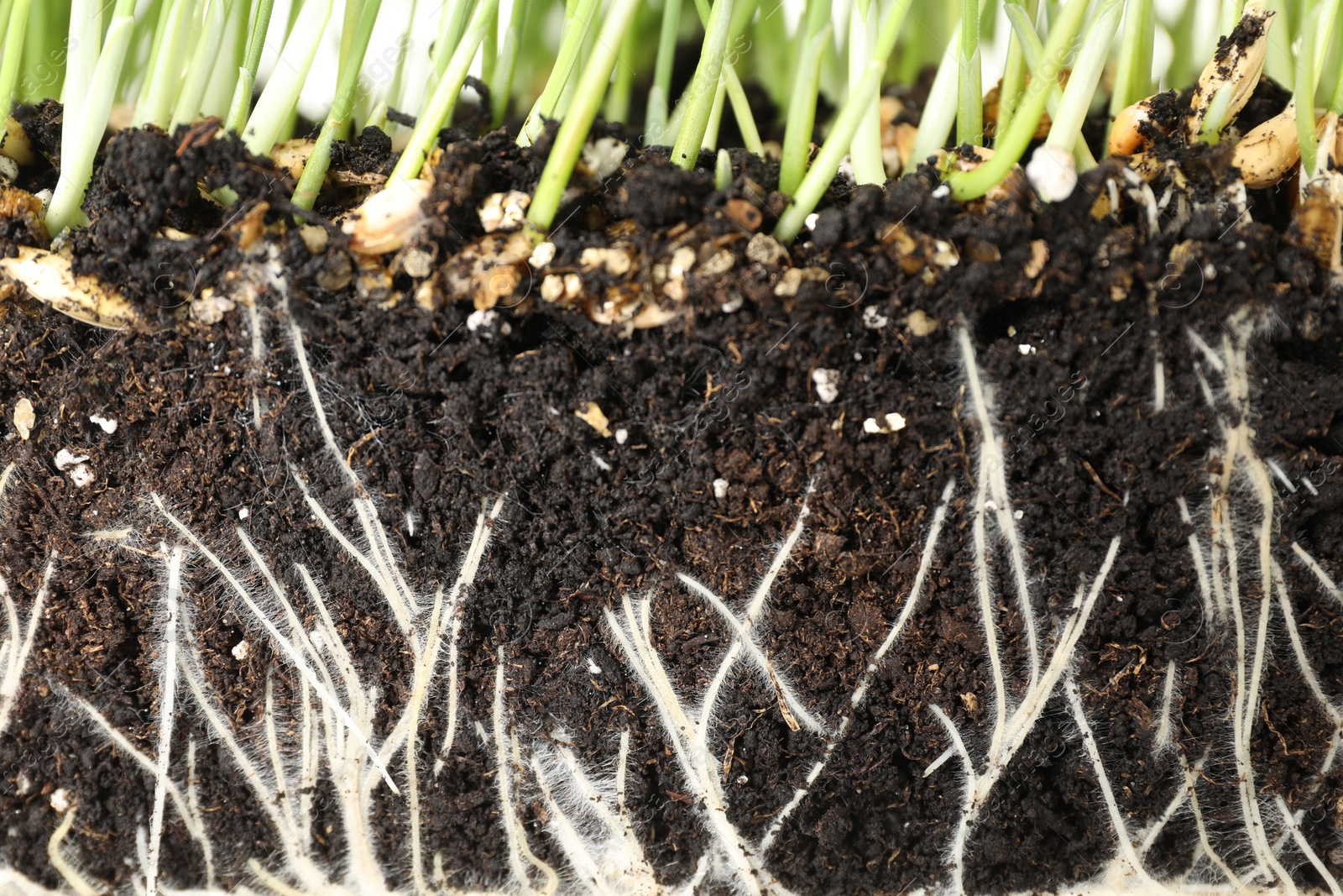 Green grass with roots in soil, closeup Photo of Green grass with roots in soil, closeup