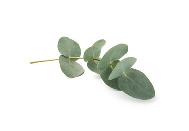 Photo of Eucalyptus branch with fresh leaves isolated on white