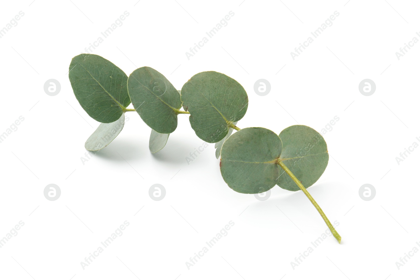 Eucalyptus branch with fresh leaves isolated on white Photo of Eucalyptus branch with fresh leaves isolated on white