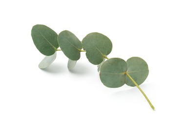 Photo of Eucalyptus branch with fresh leaves isolated on white