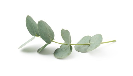 Photo of Eucalyptus branch with fresh leaves isolated on white