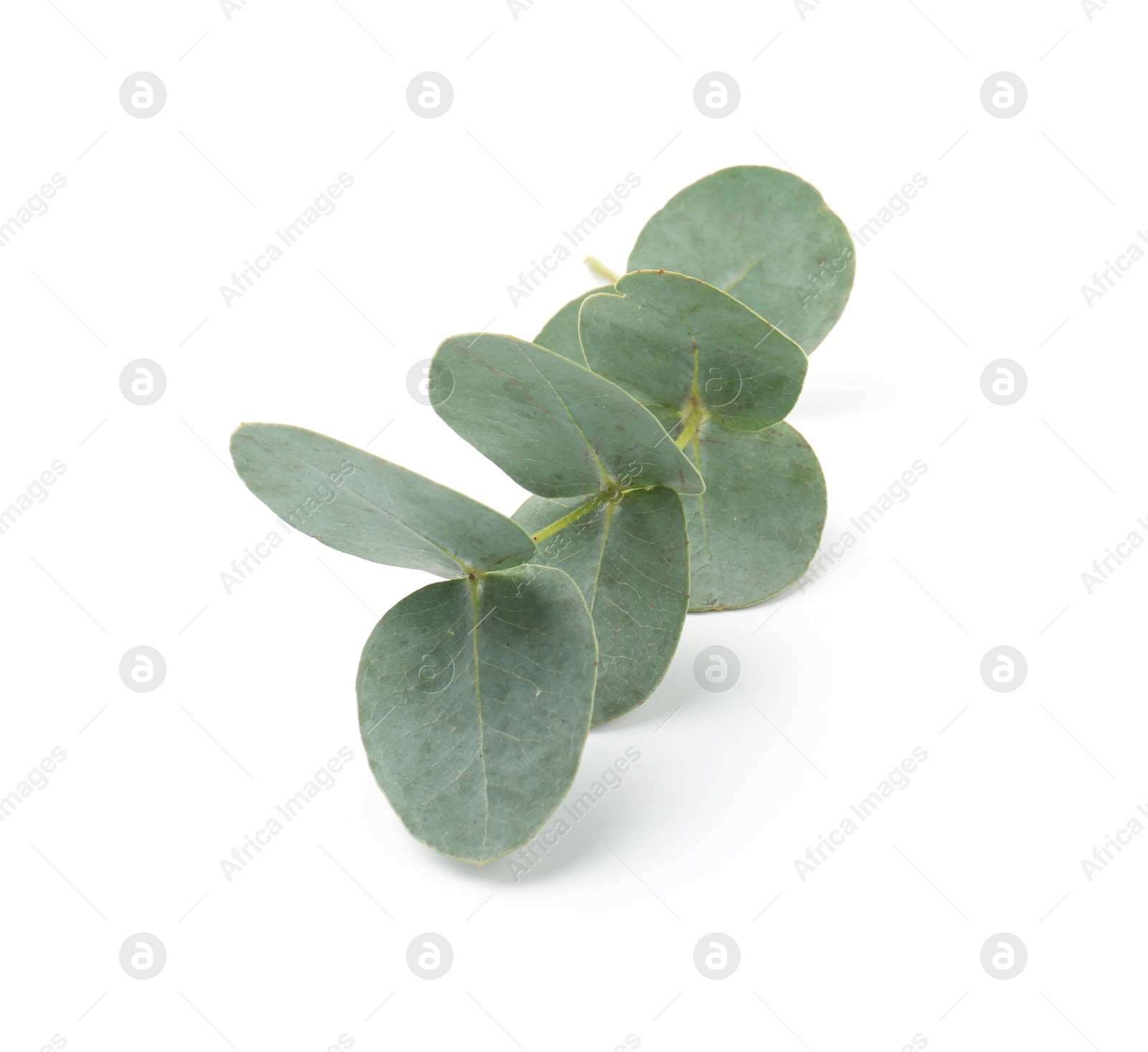 Eucalyptus branch with fresh leaves isolated on white Photo of Eucalyptus branch with fresh leaves isolated on white