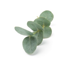 Photo of Eucalyptus branch with fresh leaves isolated on white