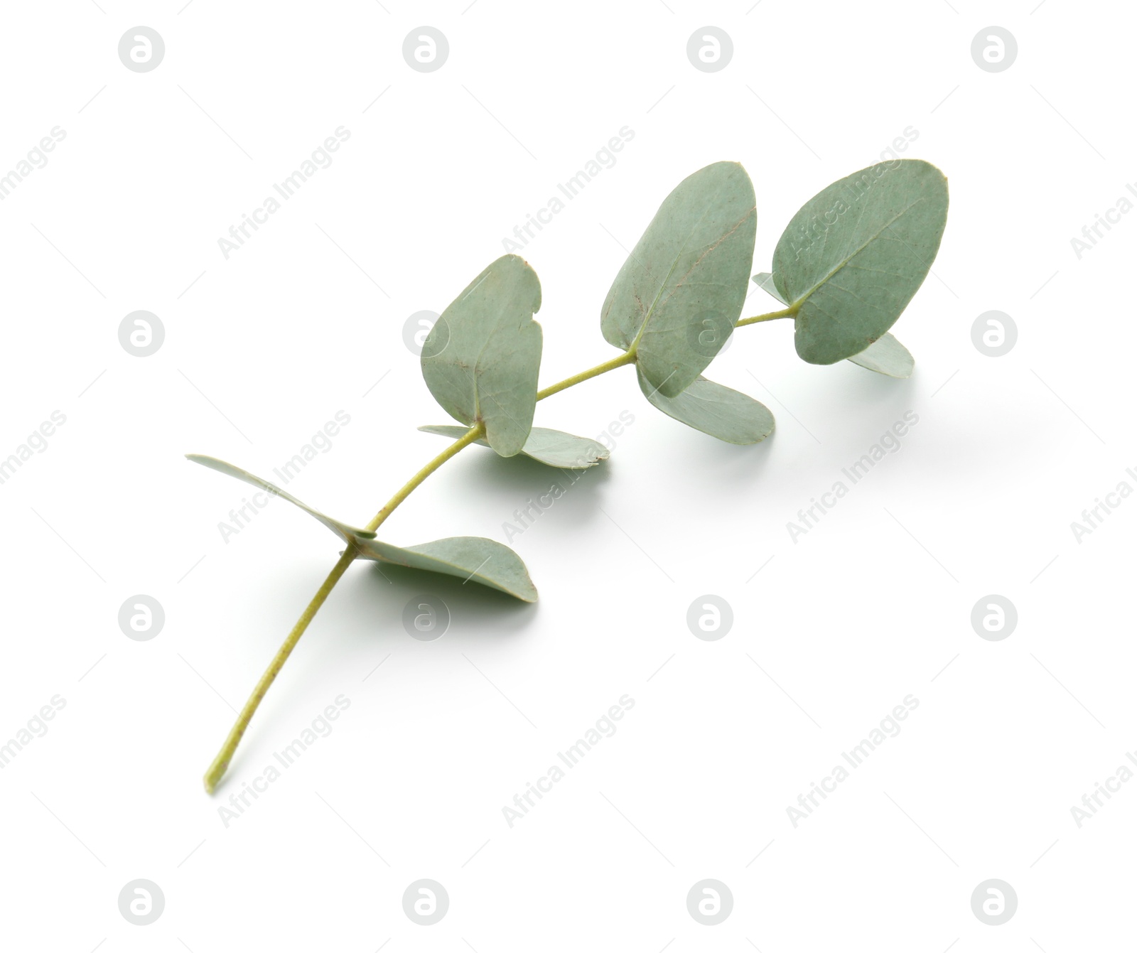 Eucalyptus branch with fresh leaves isolated on white Photo of Eucalyptus branch with fresh leaves isolated on white