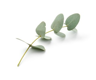 Photo of Eucalyptus branch with fresh leaves isolated on white