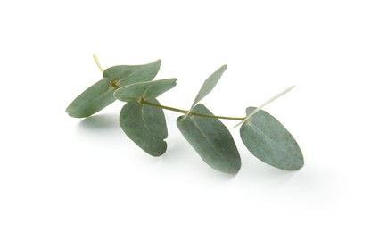Photo of Eucalyptus branch with fresh leaves isolated on white