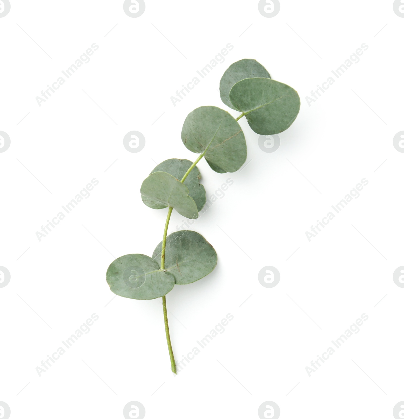 Eucalyptus branch with fresh leaves isolated on white, top view Photo of Eucalyptus branch with fresh leaves isolated on white, top view