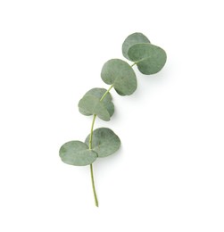 Photo of Eucalyptus branch with fresh leaves isolated on white, top view