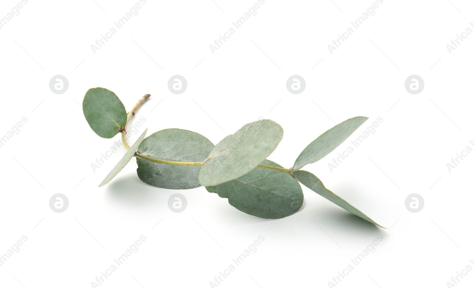 Eucalyptus branch with fresh leaves isolated on white Photo of Eucalyptus branch with fresh leaves isolated on white
