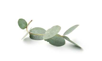 Photo of Eucalyptus branch with fresh leaves isolated on white