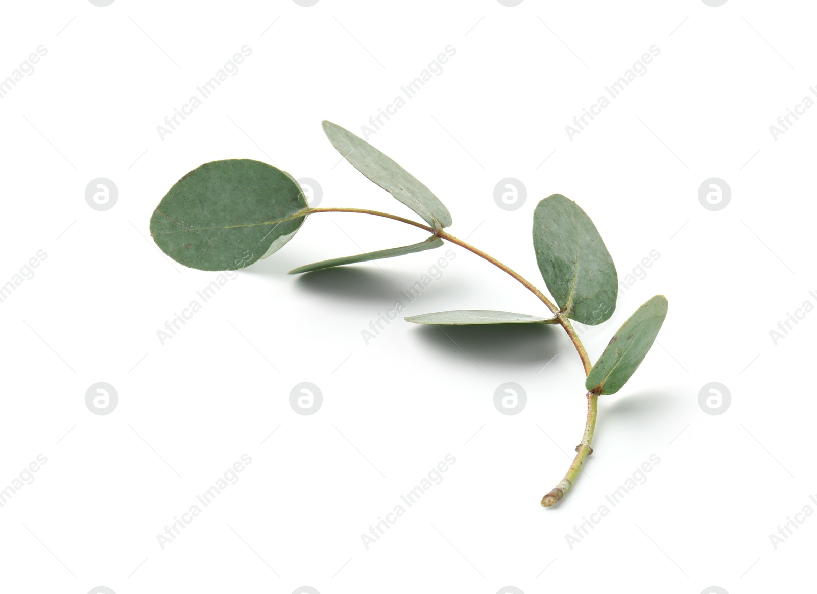 Eucalyptus branch with fresh leaves isolated on white Photo of Eucalyptus branch with fresh leaves isolated on white