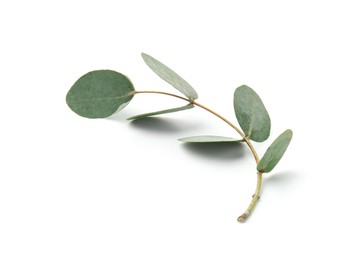 Photo of Eucalyptus branch with fresh leaves isolated on white