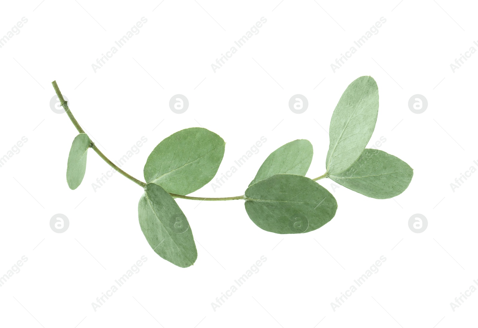 Eucalyptus branch with fresh leaves isolated on white Photo of Eucalyptus branch with fresh leaves isolated on white