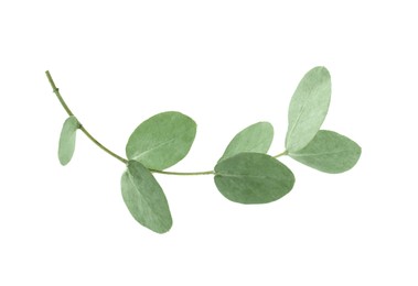 Photo of Eucalyptus branch with fresh leaves isolated on white