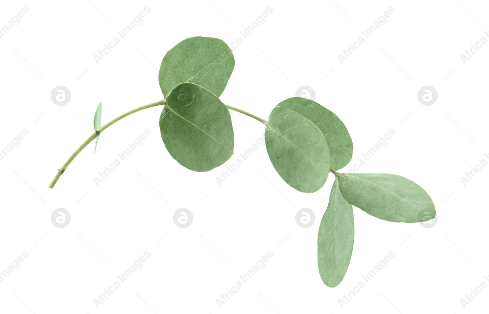 Eucalyptus branch with fresh leaves isolated on white Photo of Eucalyptus branch with fresh leaves isolated on white