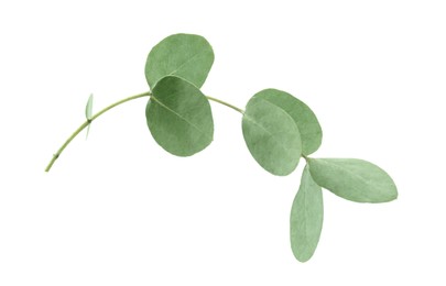 Photo of Eucalyptus branch with fresh leaves isolated on white