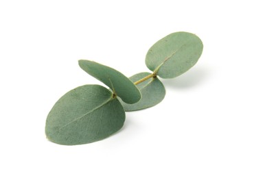 Photo of Eucalyptus branch with fresh leaves isolated on white