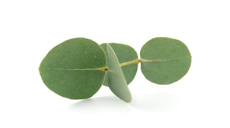 Photo of Eucalyptus branch with fresh leaves isolated on white