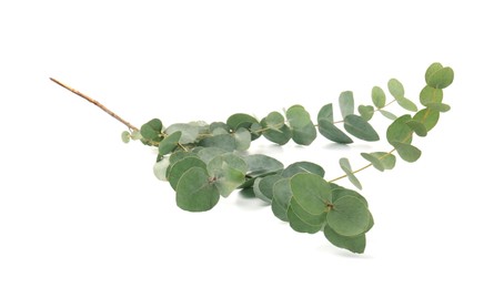 Photo of Eucalyptus branch with fresh leaves isolated on white