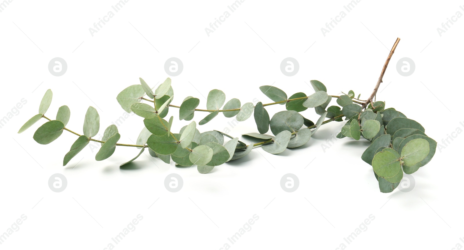 Eucalyptus branch with fresh leaves isolated on white Photo of Eucalyptus branch with fresh leaves isolated on white