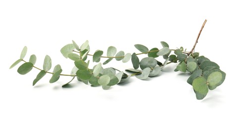 Photo of Eucalyptus branch with fresh leaves isolated on white