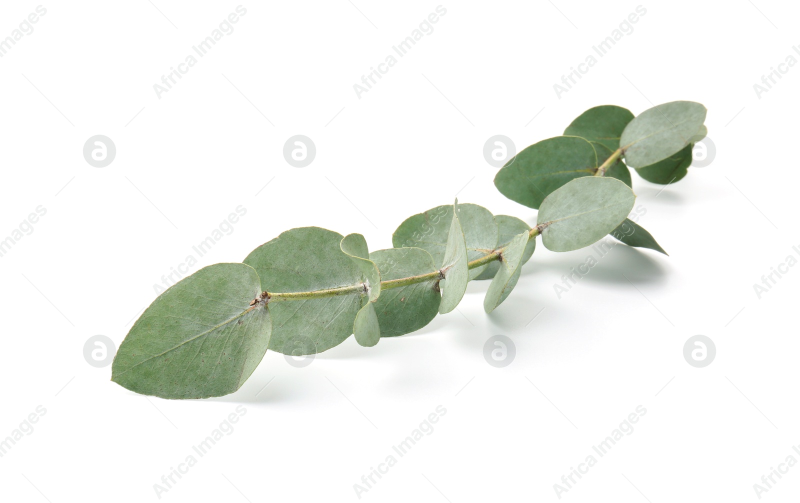 Eucalyptus branch with fresh leaves isolated on white Photo of Eucalyptus branch with fresh leaves isolated on white