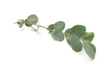 Photo of Eucalyptus branch with fresh leaves isolated on white
