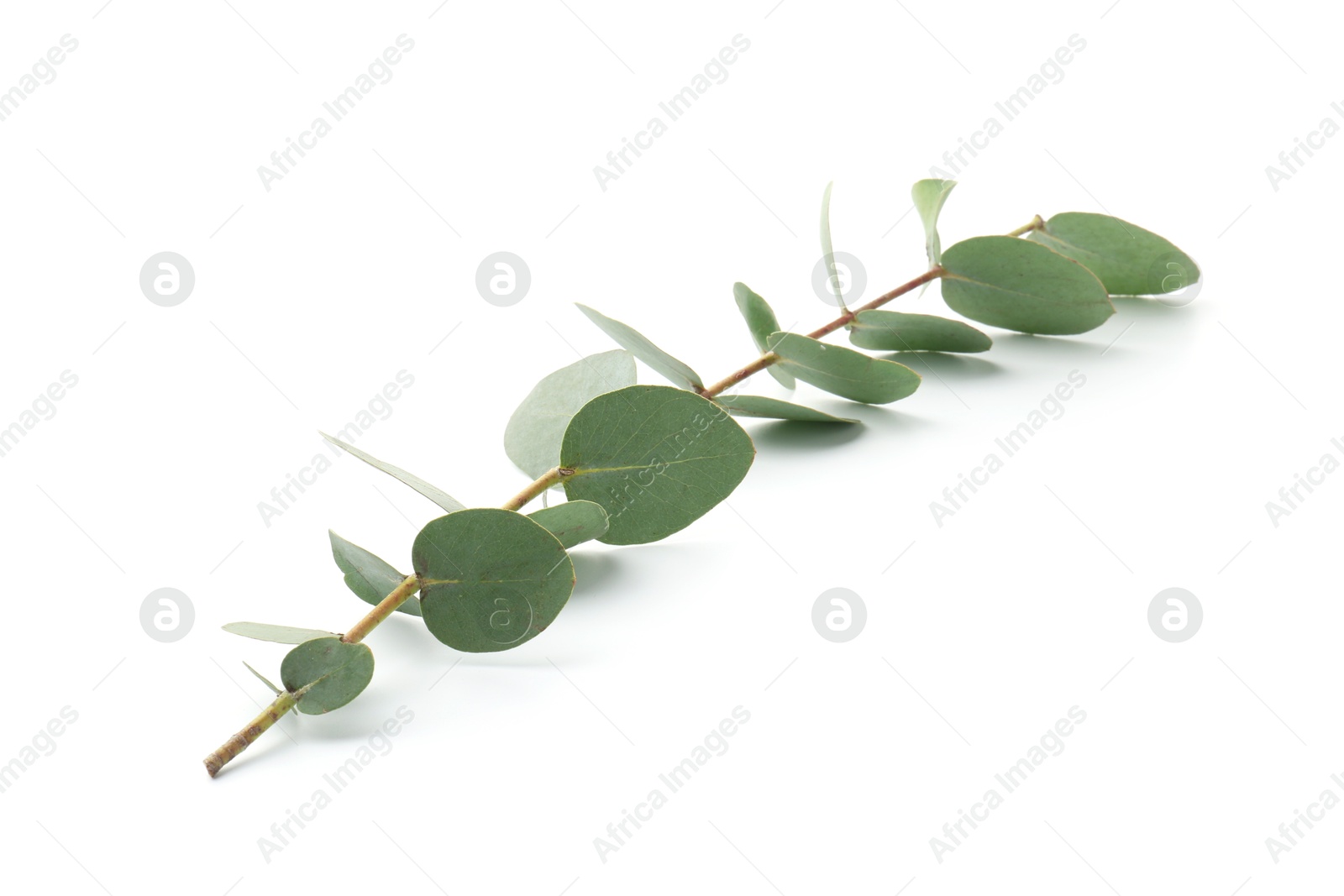 Eucalyptus branch with fresh leaves isolated on white Photo of Eucalyptus branch with fresh leaves isolated on white