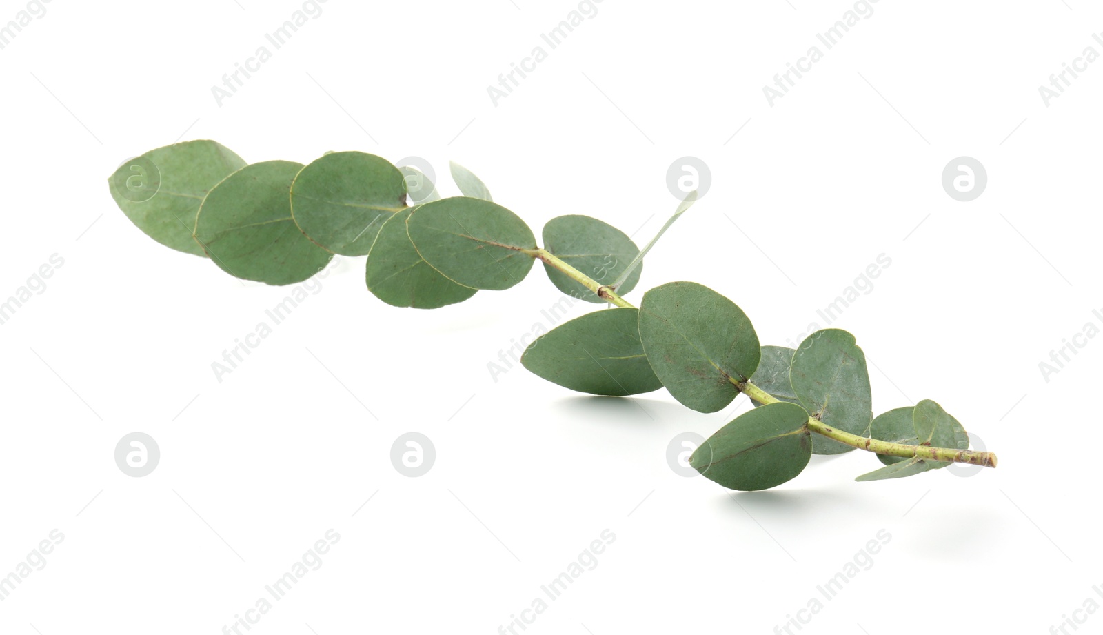Eucalyptus branch with fresh leaves isolated on white Photo of Eucalyptus branch with fresh leaves isolated on white
