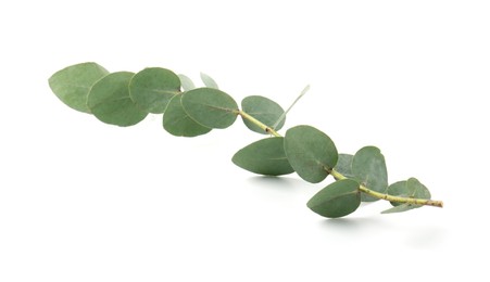 Photo of Eucalyptus branch with fresh leaves isolated on white
