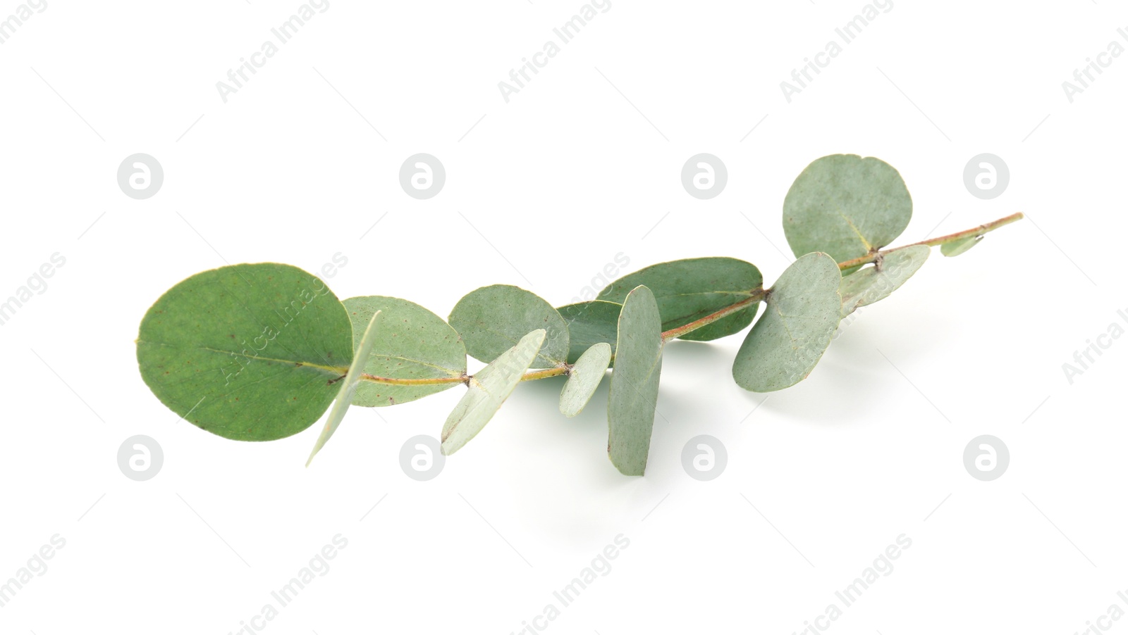 Eucalyptus branch with fresh leaves isolated on white Photo of Eucalyptus branch with fresh leaves isolated on white