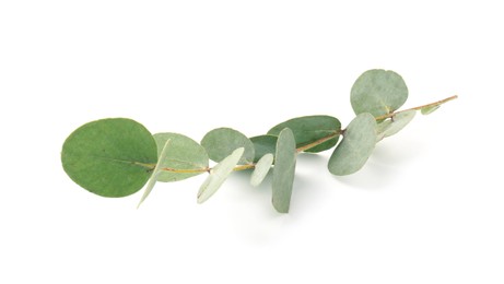 Photo of Eucalyptus branch with fresh leaves isolated on white