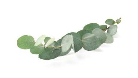 Photo of Eucalyptus branch with fresh leaves isolated on white