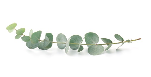 Photo of Eucalyptus branch with fresh leaves isolated on white