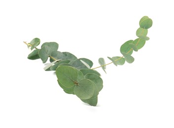 Photo of Eucalyptus branch with fresh leaves isolated on white